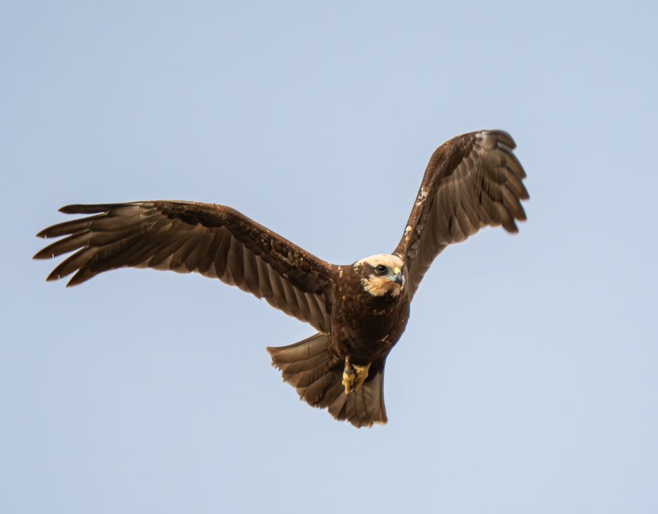 Marsh Harrier in flight