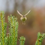 A sedge warbler in flight, flying towards the camera from a branch of a spruce.
