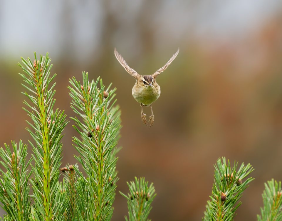 A sedge warbler in flight, flying towards the camera from a branch of a spruce.