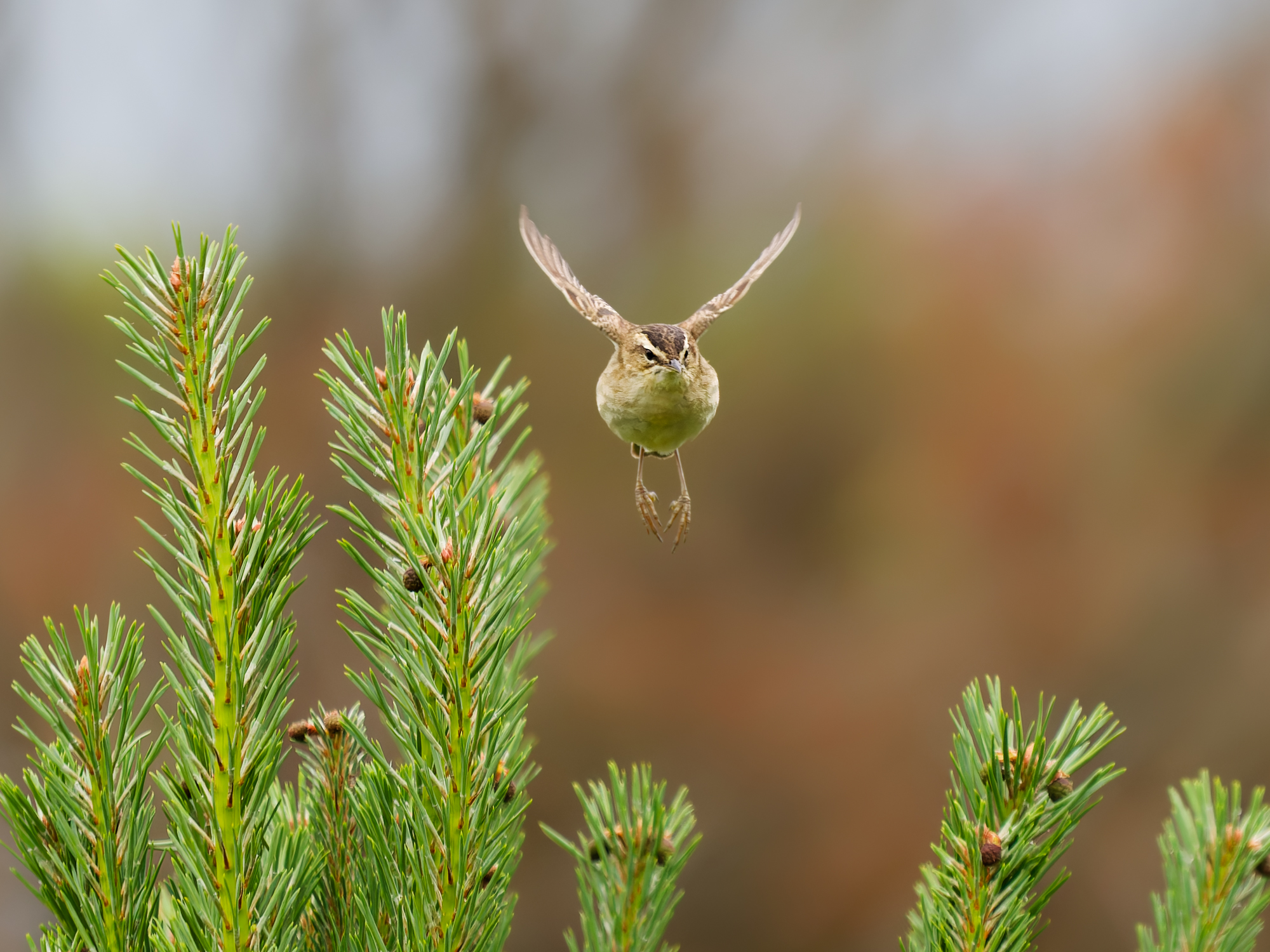 A sedge warbler in flight, flying towards the camera from a branch of a spruce.