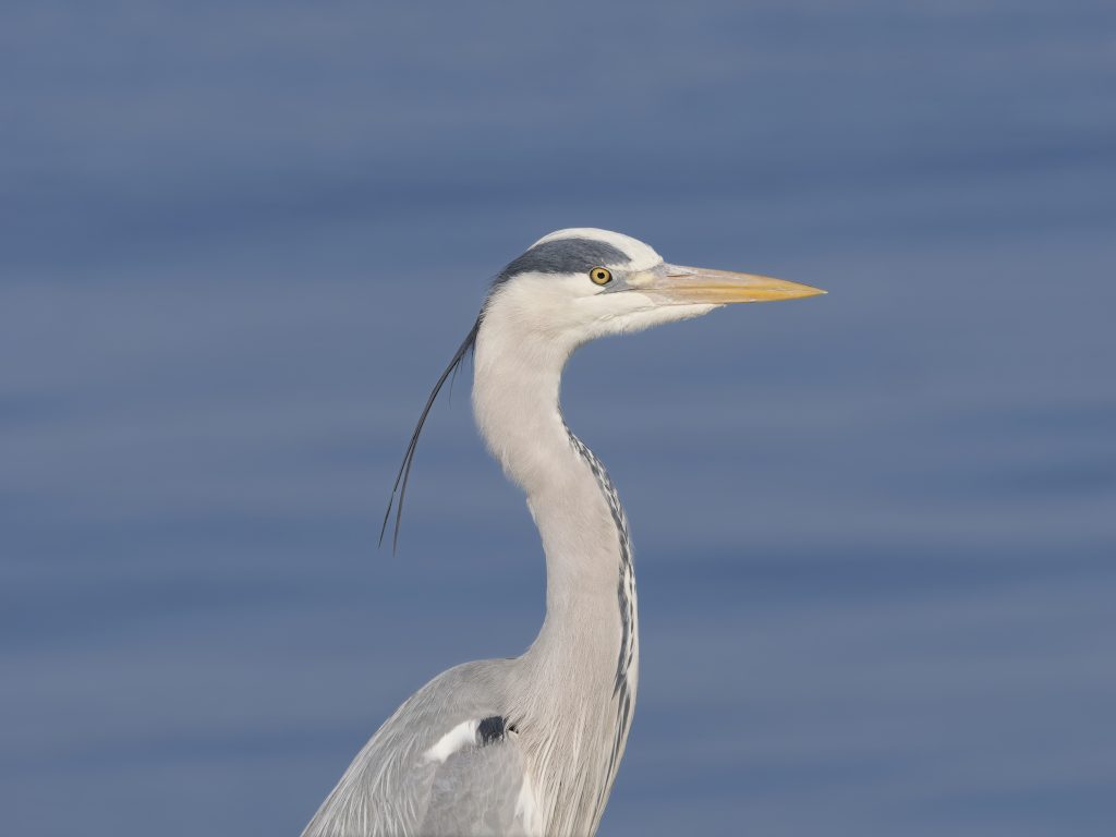 a head shot of a grey heron