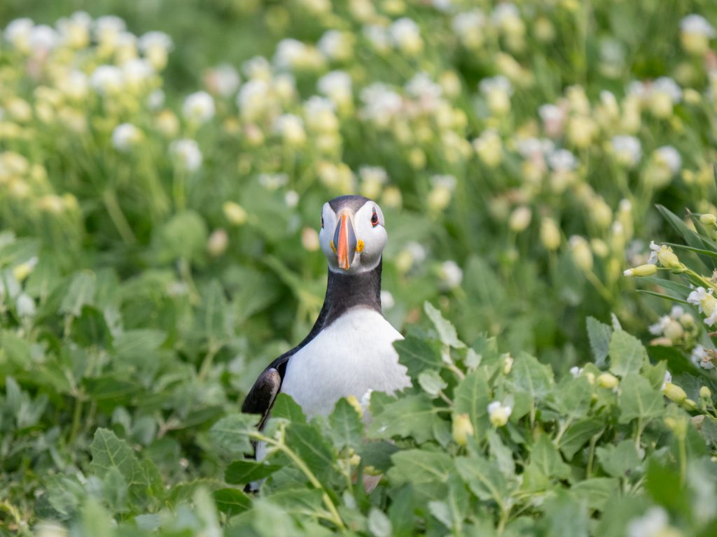 A puffin staring at the camera from behind white campion plants