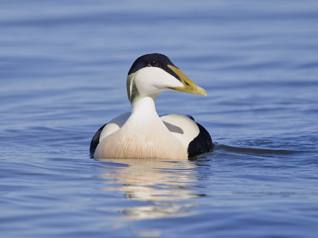 A male eider duck on blue water swimming towards the camera
