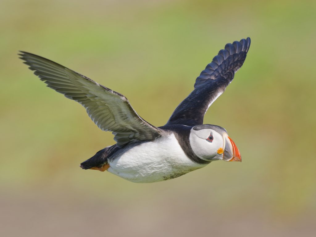 A puffin flying