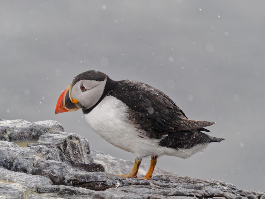 A puffin looking dejected in the rain. Photographed on the Farne Islands