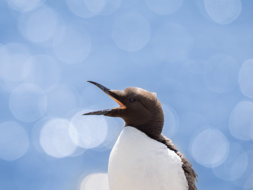 A guillemot with its beak open. Blue sparkling water is out of focus behind.