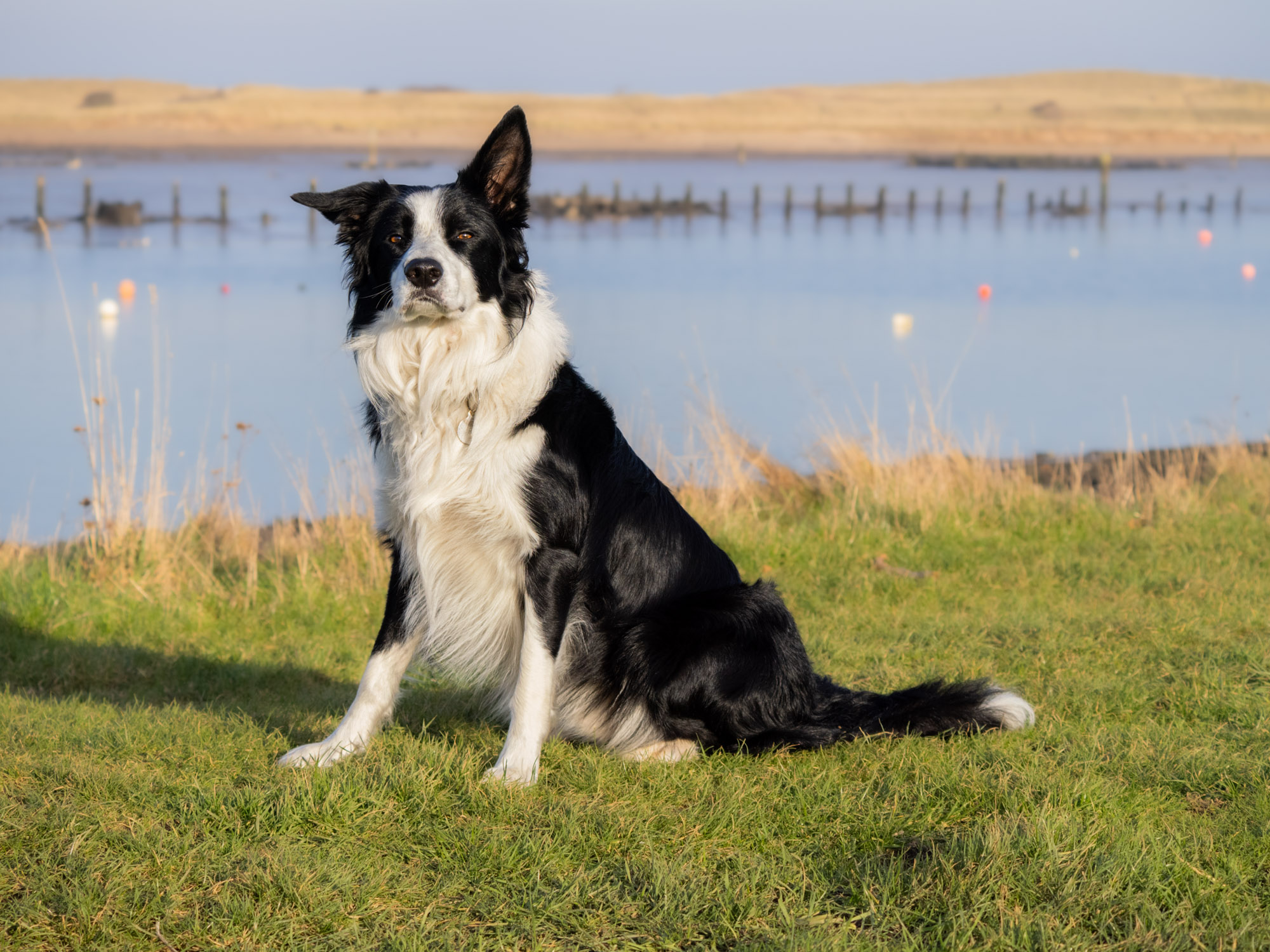 A black and white border collie sits in front of a coastal river mouthwith dunes in the background
