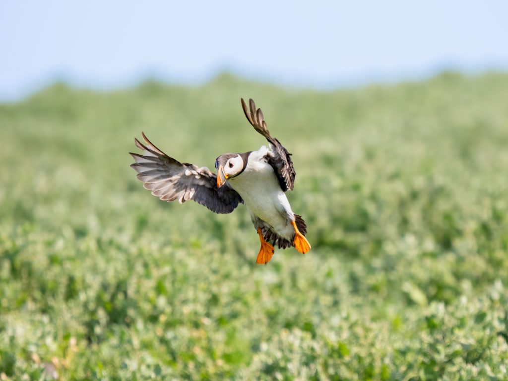 A puffin comes into land.