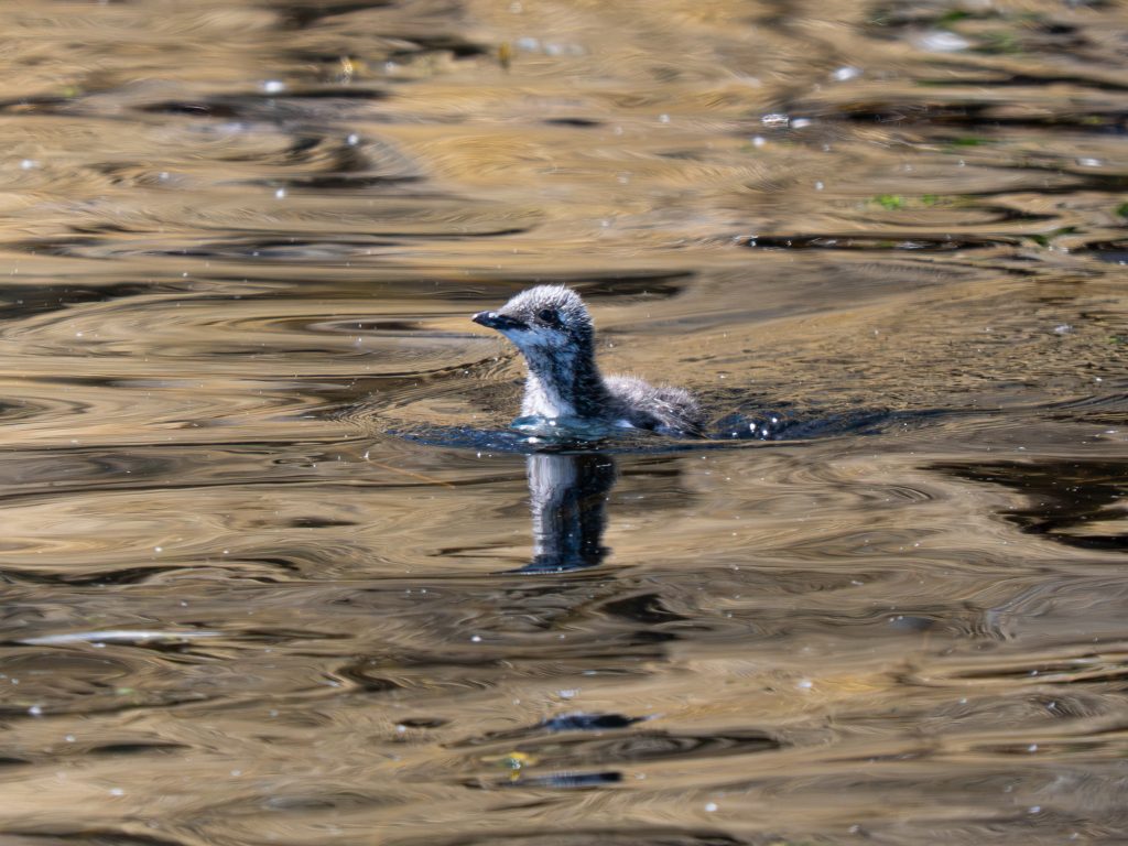 A baby guillemot jumpling swims for the first time.