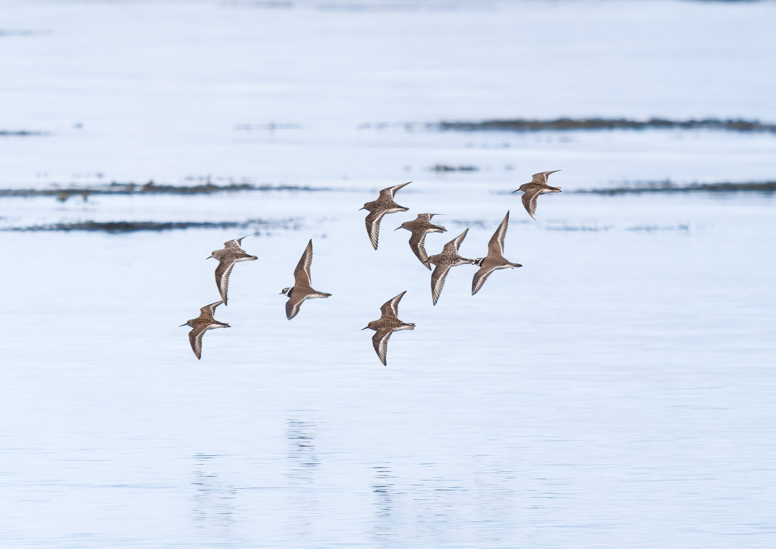 small waders fly low over a calm, blue sea