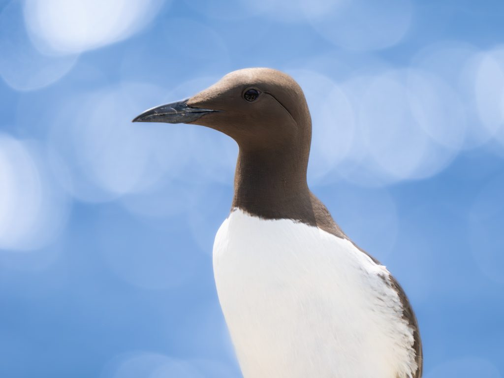 A Guillemot stands with beautiful bokeh behind it that has out of focus light glimmering on the water.