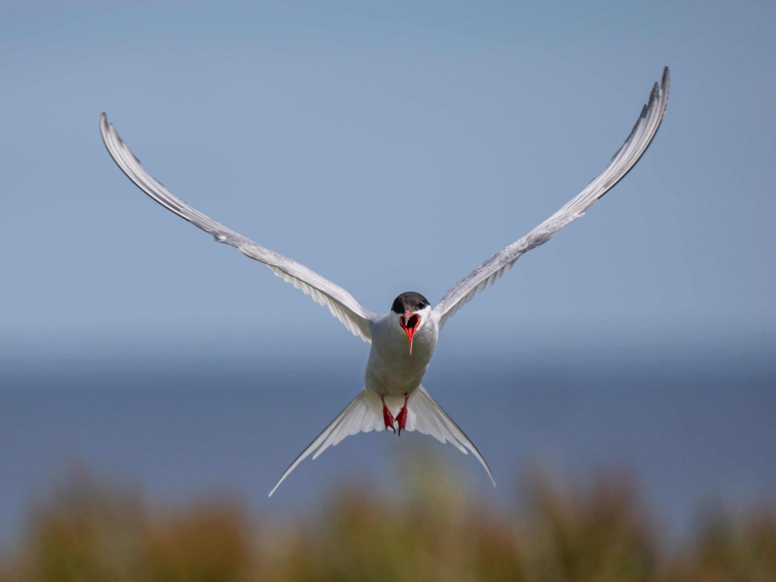 Northumberland wildlife photography workshops and one-to-one courses, where you will learn to take photos like this one