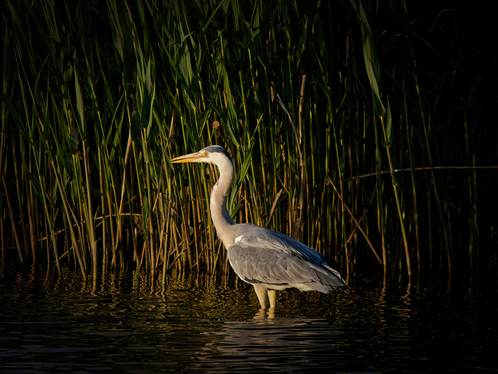 A heron stands in the water against a reedbed