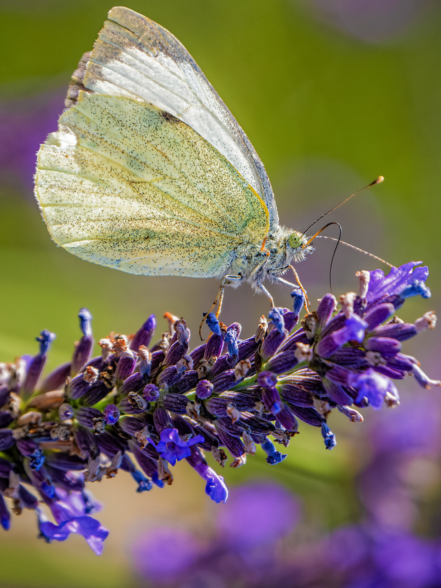 A cabbage white butterfly on lavender flowers .