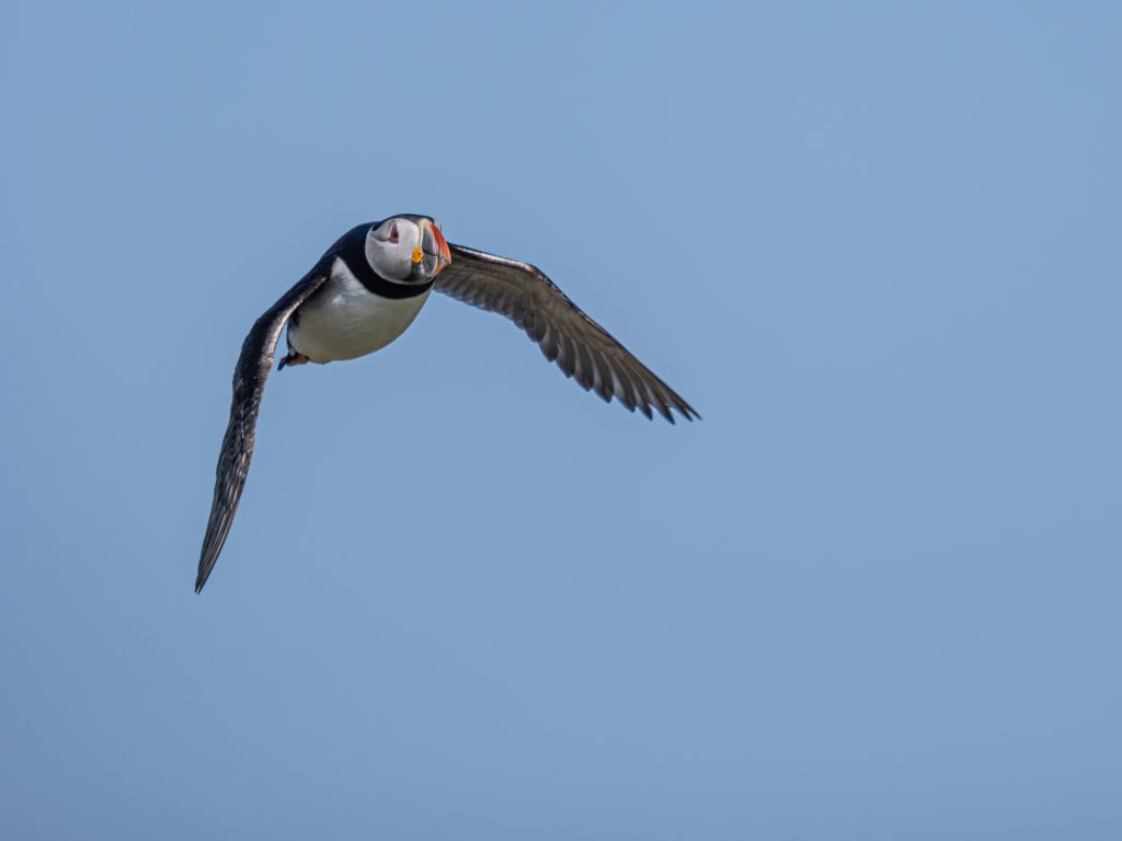 There are plenty of opportunities to photograph puffins and other sea birds in Northumberland. This puffin in flight was taken on a Bespoke Northumberland Photography Holidays and Private Workshop to the Farne Islands.