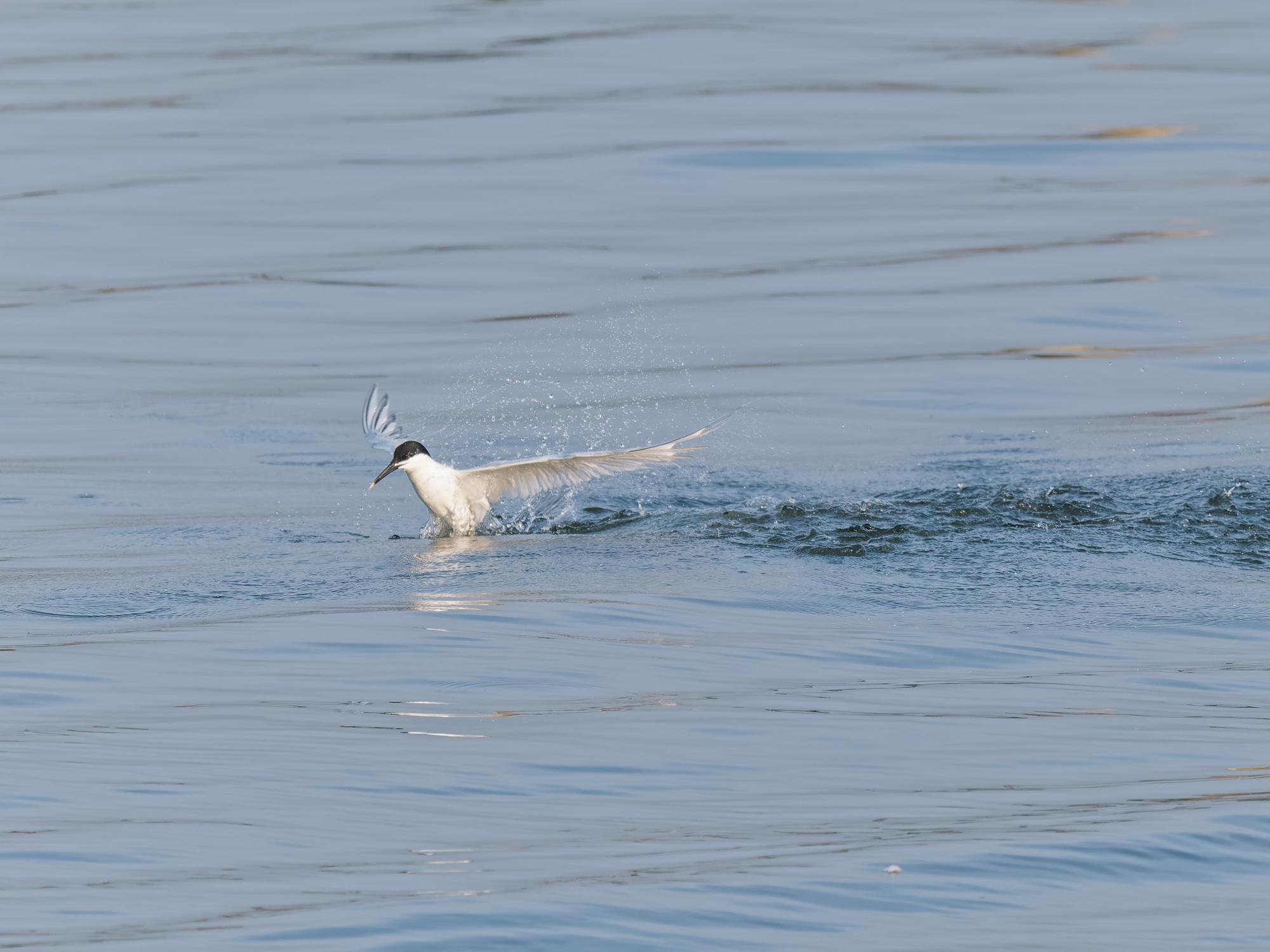A sandwich tern alights from the water after diving for a fish.
