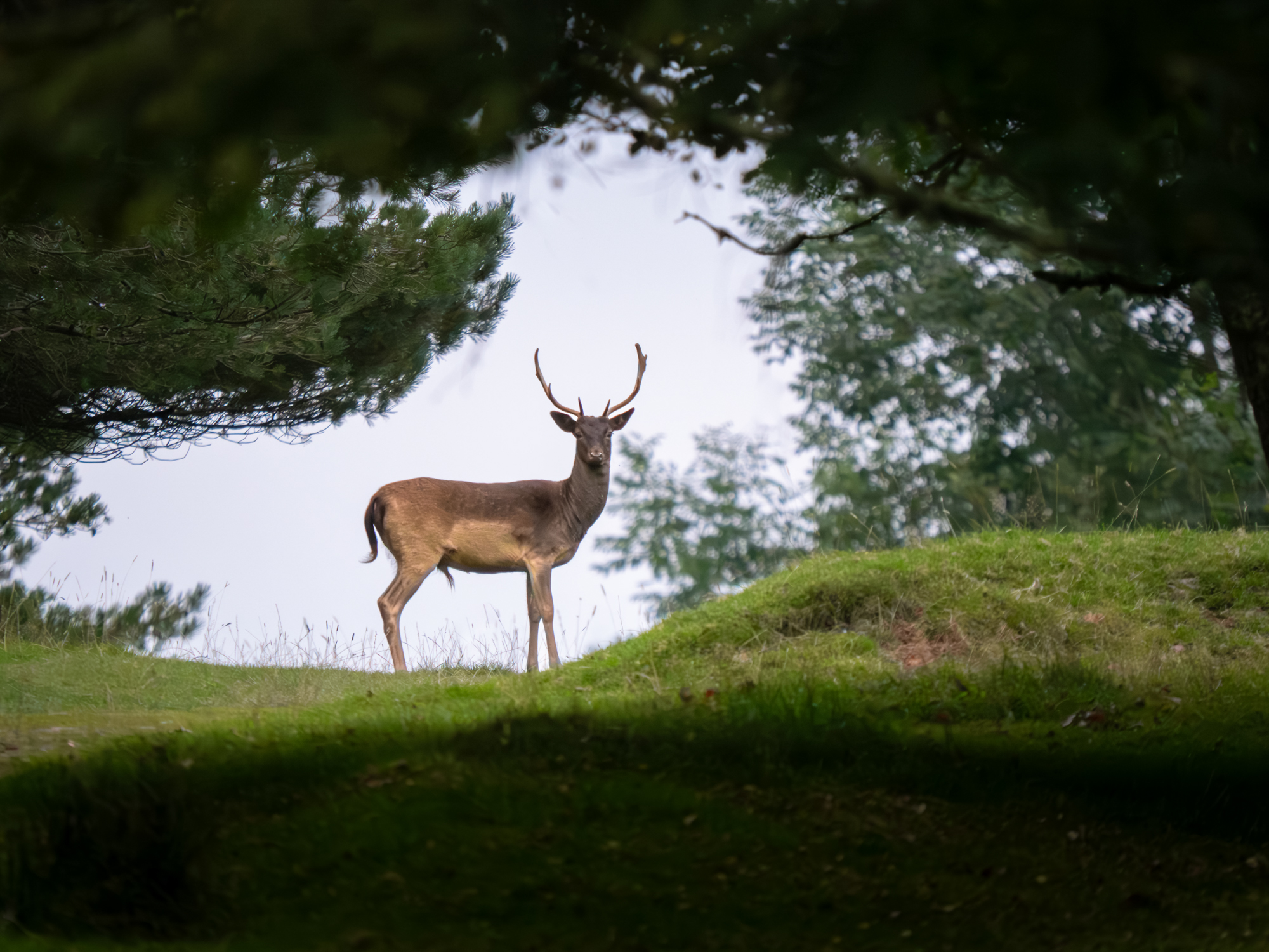 A red deer stag stands surrounded by a window in the trees.