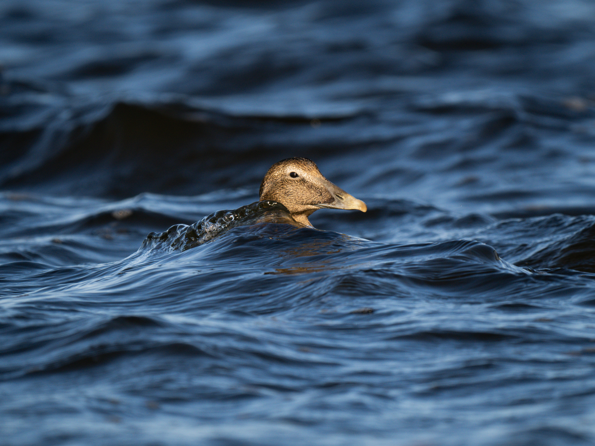 A female eider's head appears above a wave.