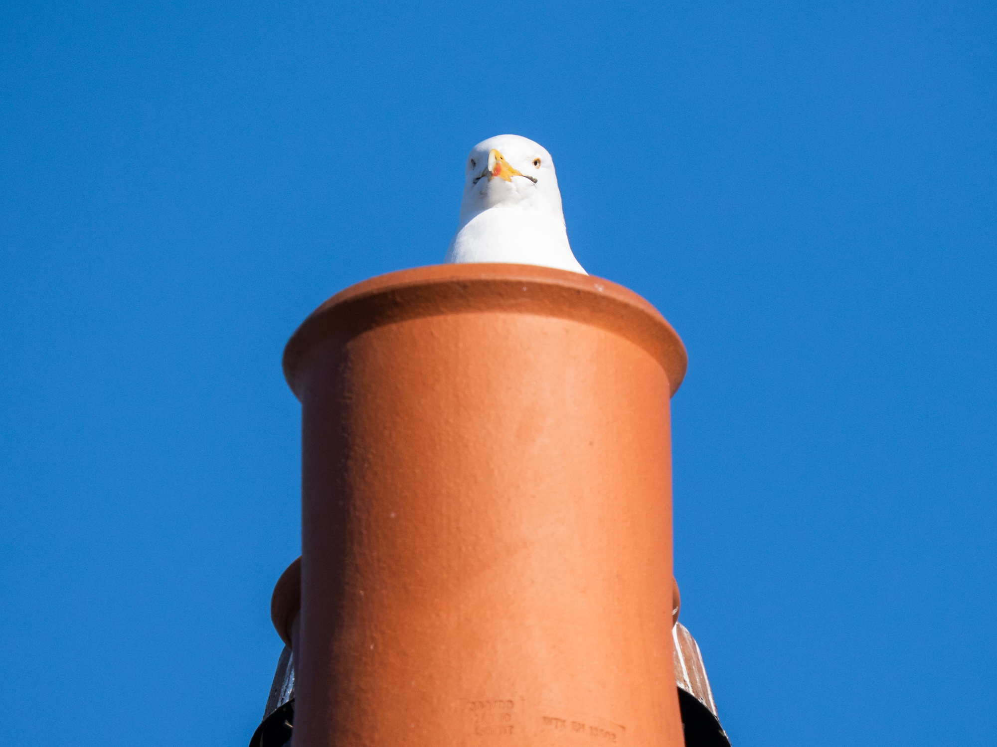 A herring gull pops its head out of the top of a chimney pot.