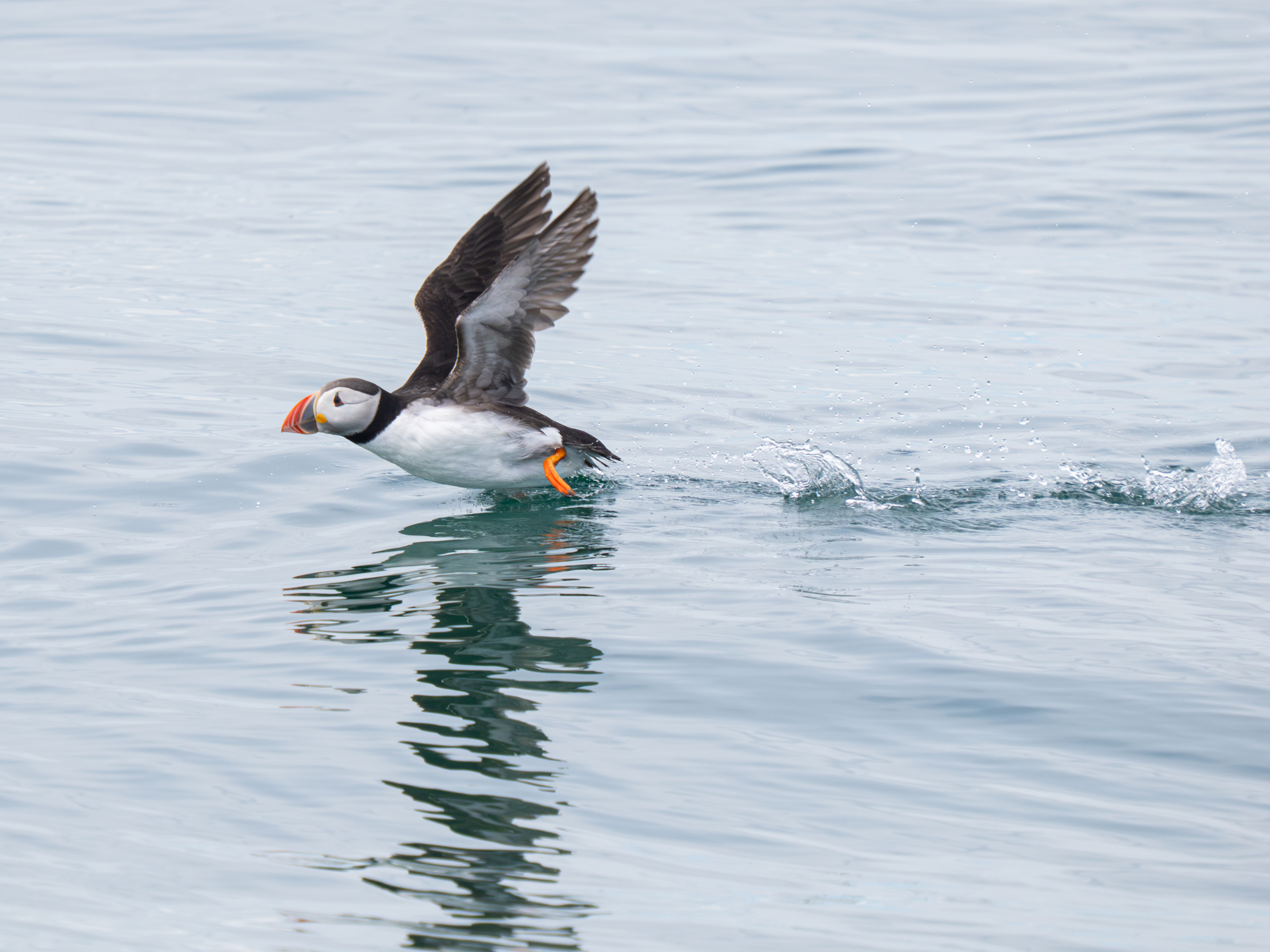 Northumberland Wildlife Workshops and Courses include trips to the Farne Islands to photograph birds like this puffin taking off from a calm sea.