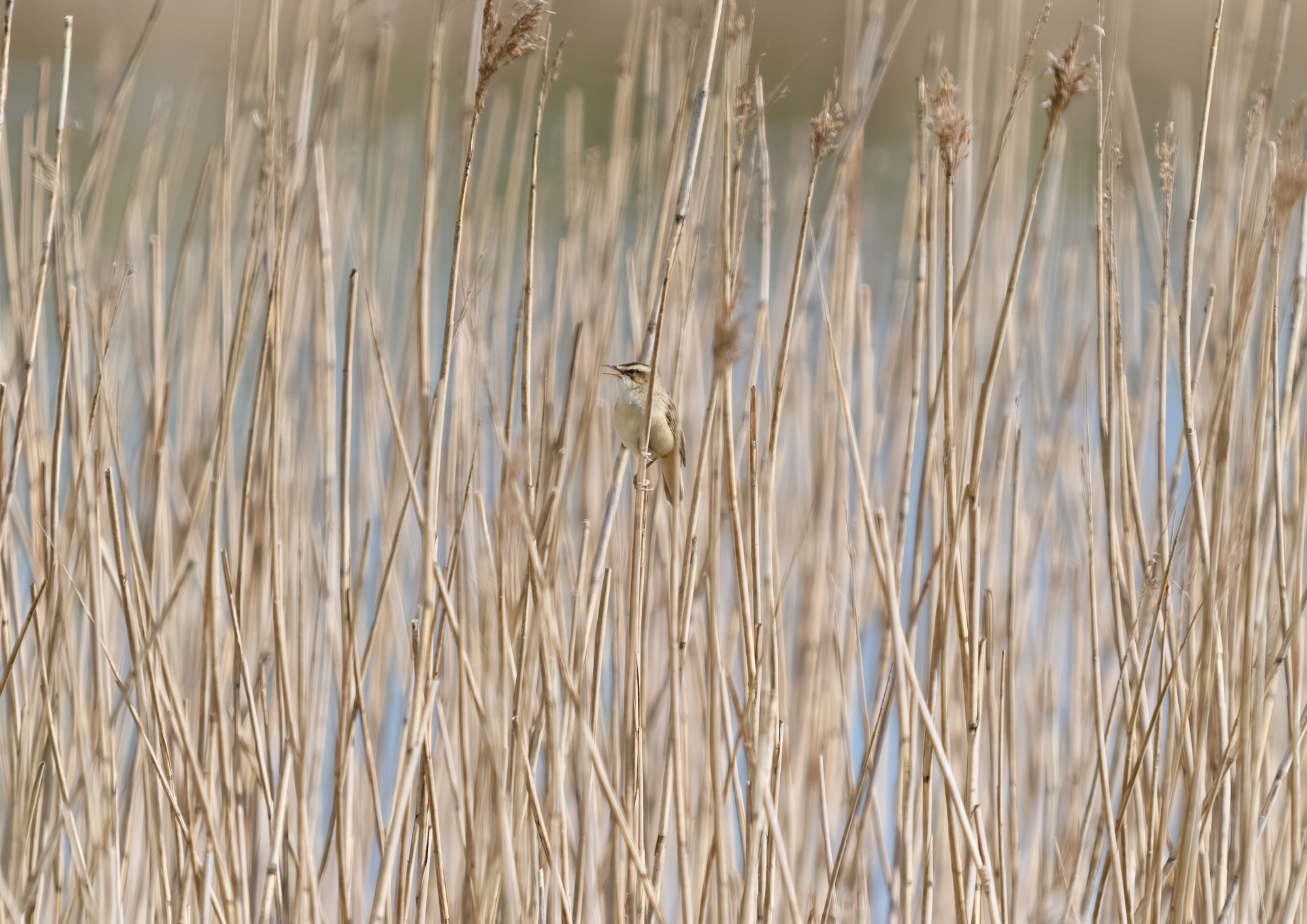 A Sedge warbler warbles in a reed bed, photographed on one of Ivor Rackham's northumberland wildlife photography workshops and courses