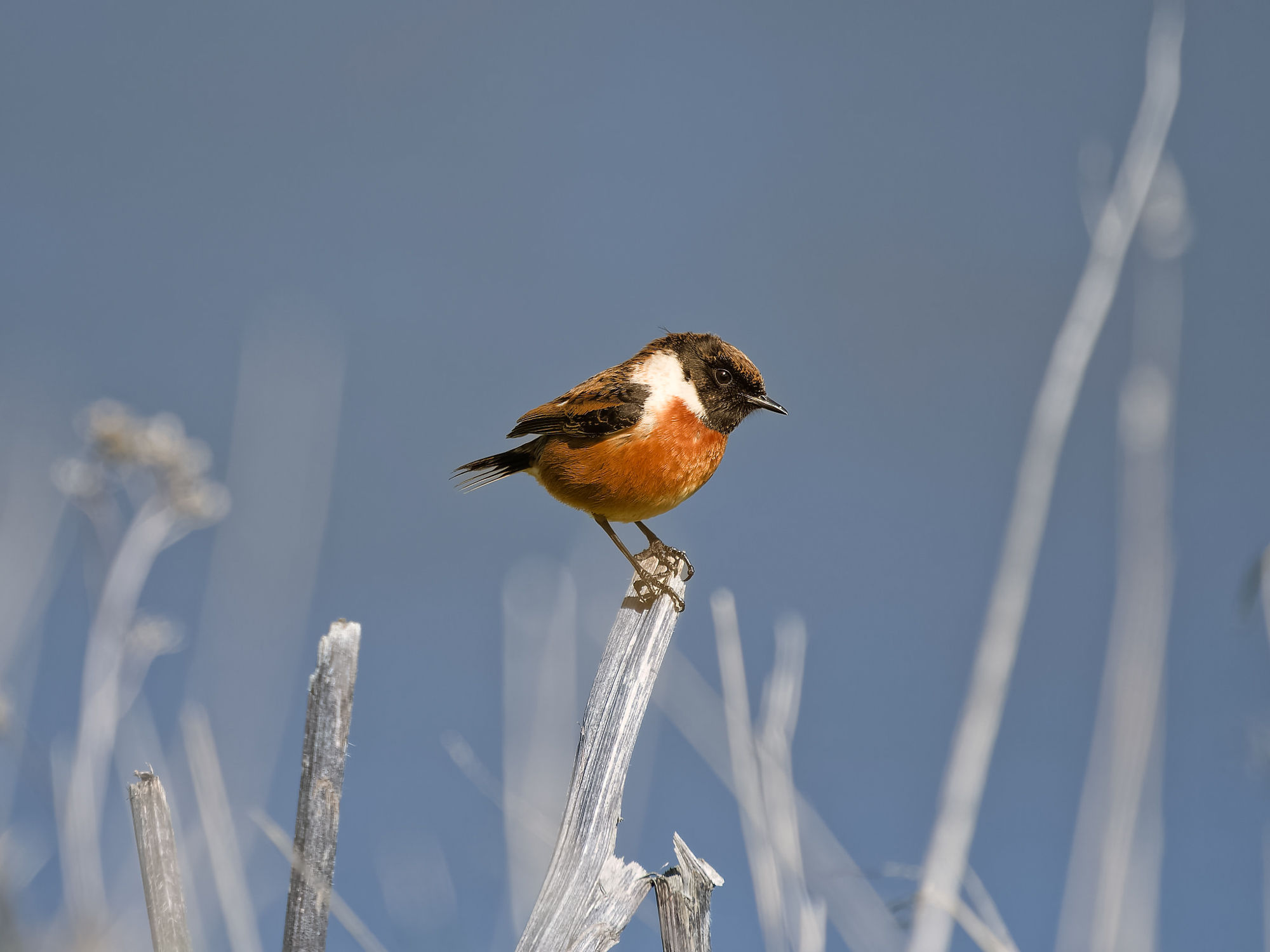 A stonechat on a stick