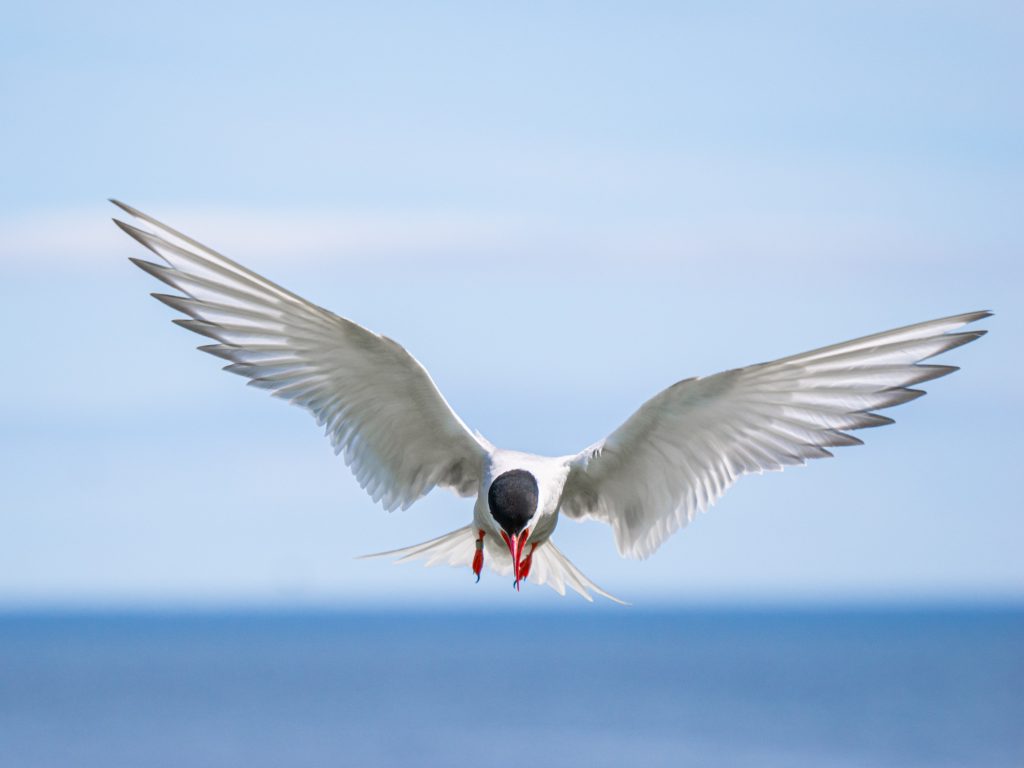 An arctic tern hovers over the sea.
