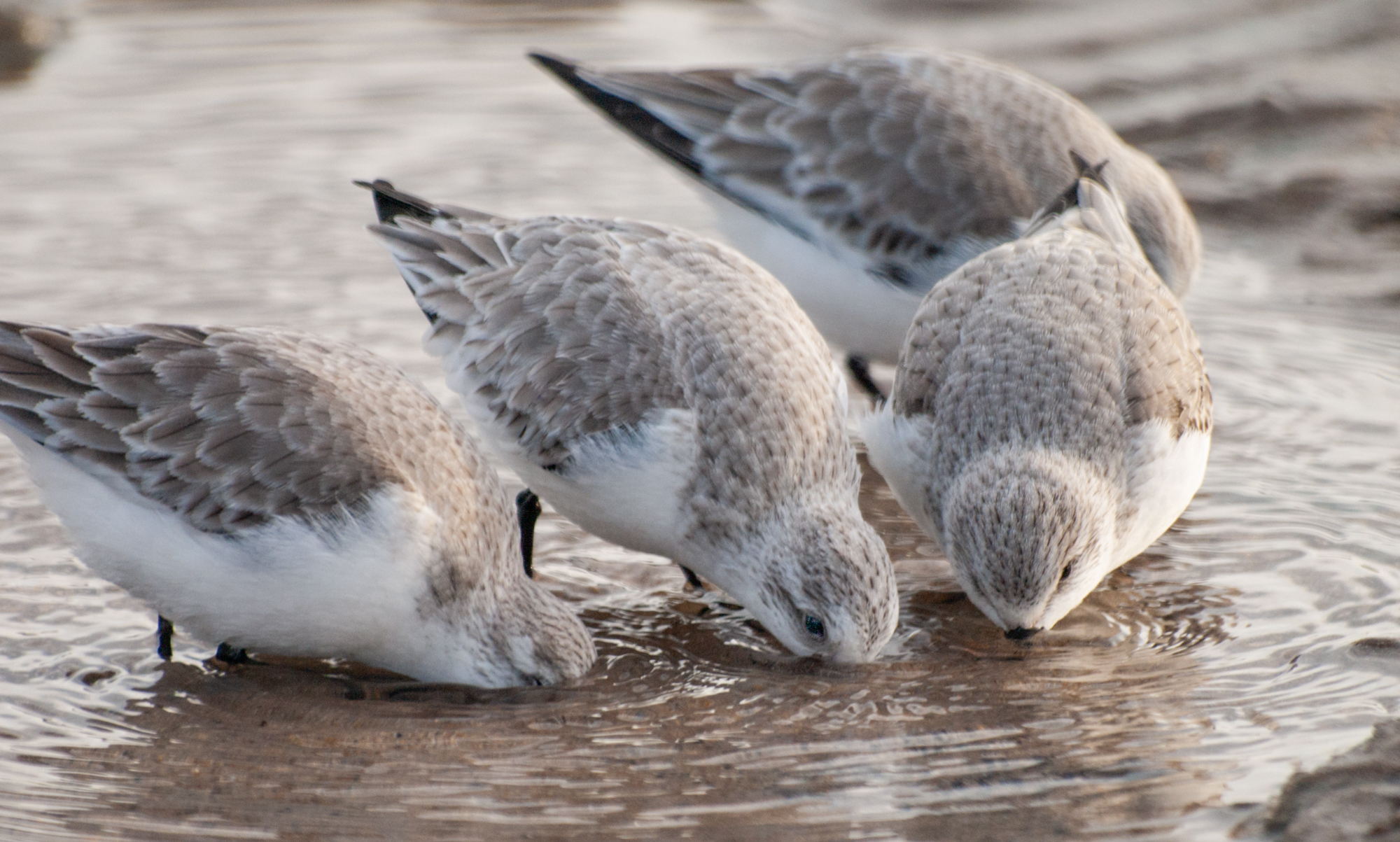 Seashore Birds and Coastal Wildlife Photography Workshop in Northumberland. Thursday 5th November 2026