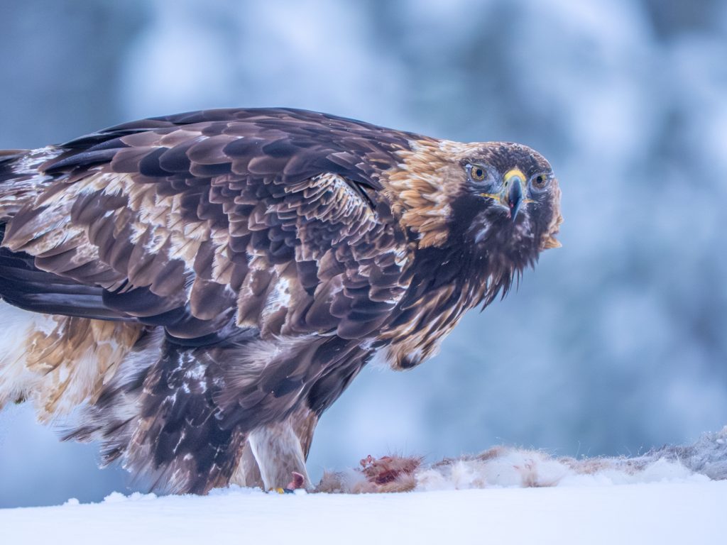 A golden eagle looks at the camera while feeding on the carcass of a dead hare.