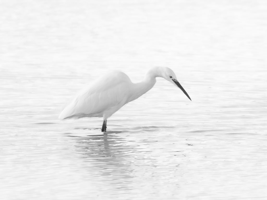 A black and white photo of a little egret photographed with an OM System OM-1 Mark II.