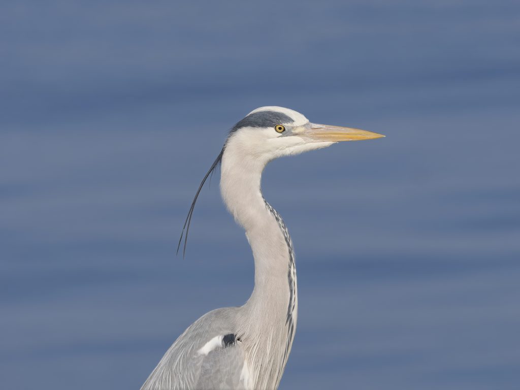 A close up of a grey heron with  blue out-of-focus water in the background photographed with an OM System OM-1 Mark II.