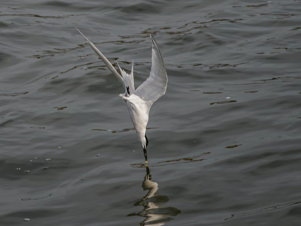 A Sandwich Tern dives into the sea, its bill just touching the water. Shot using an exceptionally high shutter speed.