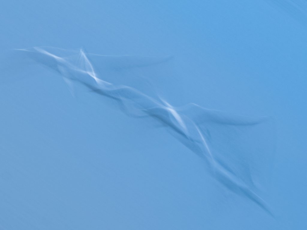 Some Northumberland Photography Workshops include discovering abstract photos such as this long exposure showing the shapes of a gull flying against a blue sky.