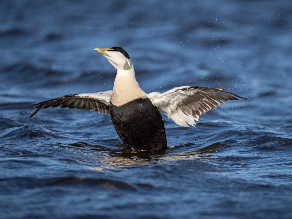 A male eider flaps its wings and sprays water droplets from them. It floats in a blue sea. Shot using an OM System camera 