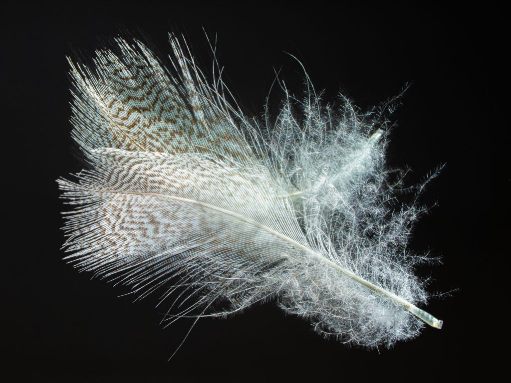 A close-up image of a feather sitting on a reflective black background.
