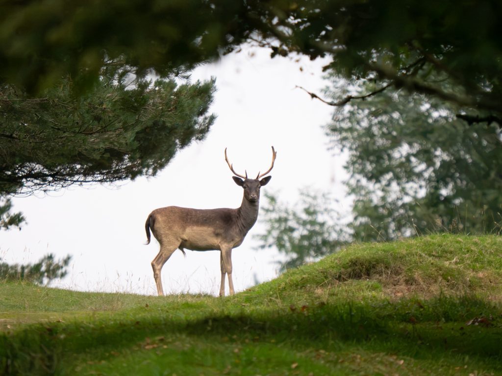 A photo of a dee stag photographed with an OM System OM-1 Mark II.