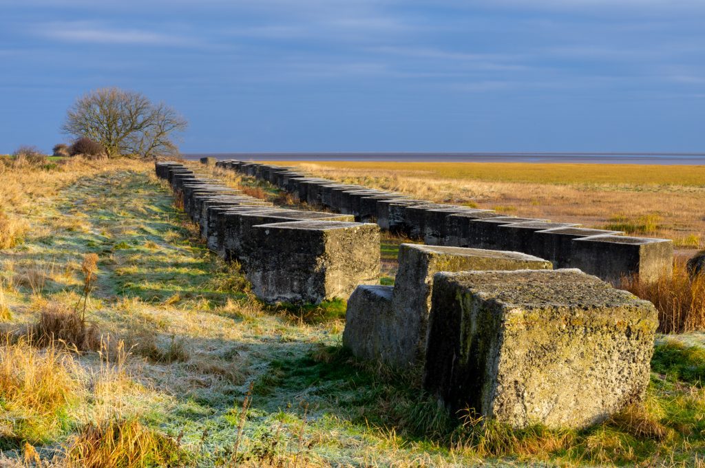A series of concrete blocks form a leading line to a tree. they are all bathed in the golden light of dawn. In the distance is a blue sea. Photographed on a Northumberland Photography Workshop.