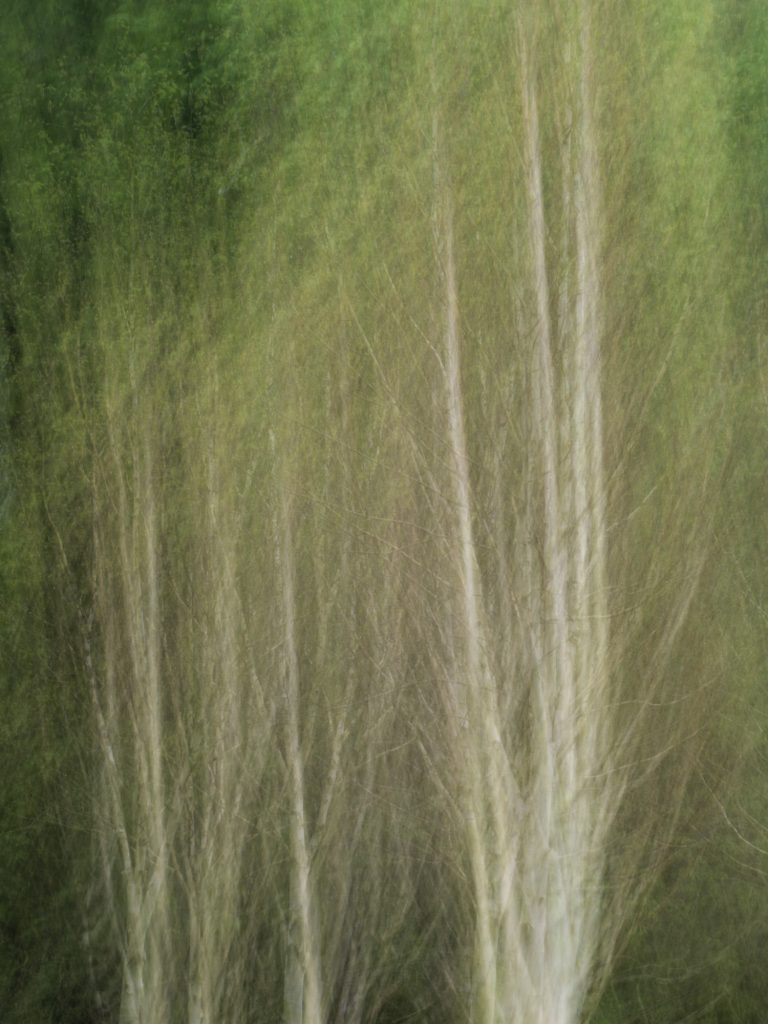 An abstract image of a silver birch tree . You will learn these techniques on a Northumberland Photography Workshops with Ivor Rackham.